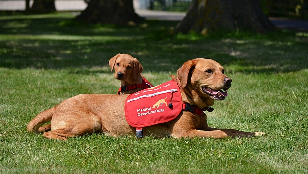 Medical detection dogs