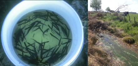 Althougthis roadside ditch on a busy intersection is no longer prime mudfish habitat (as evidenced by earlier high catches left, a few mudfish still survive there (image: A. Ballance)