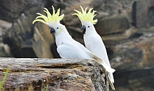 Sulphur crested cockatoo