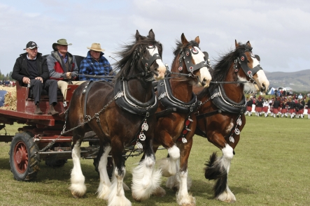 NZ Royal_Fri Clydesdale team (c) Annie Studholme.