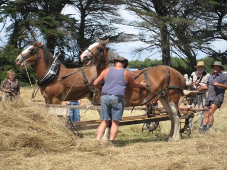 Haymaking the Clydesdale way.