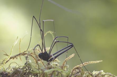 Male Pantopsalis luna