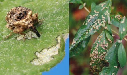 Buddleia leaf weevil and damage on buddleia leaves