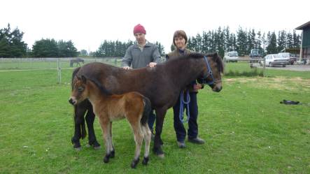 Steve Phipps and Becky Pocock with Dartmoor pony Shilstone Rocks Dark Goose and her new born foal