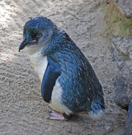 LIttle blue penguin