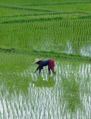 A paddy field