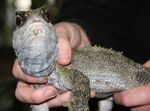 Rudolf the tuatara from Litte Barrier Island