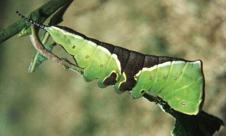 Puss Moth larva