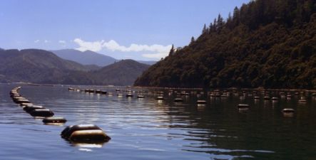 Mussel farming in the Marlborough Sounds