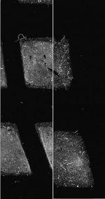 ESR Forensics footprint crop