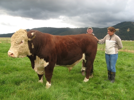 Hereford Bull